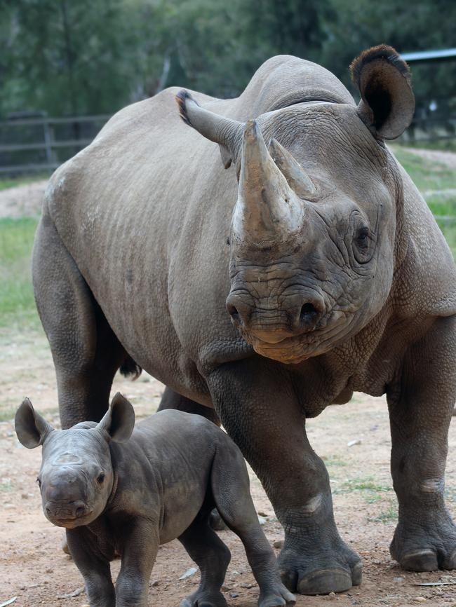 Stars of Taronga Western Plains Zoo. Picture: AAP