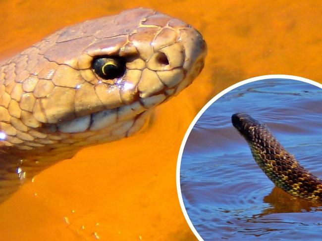 A Murray Bridge resident spotted five snakes in just an hour at a wetland reserve near her home. Picture: Tara Wilde