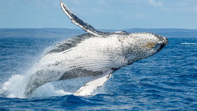 Humpback whales migrating from Antarctica to eastern Australia have been increasing by about 10 per cent each year, from a few hundred in 1968 to more than 40,000, benefiting from the ban on commercial whaling in 1986.