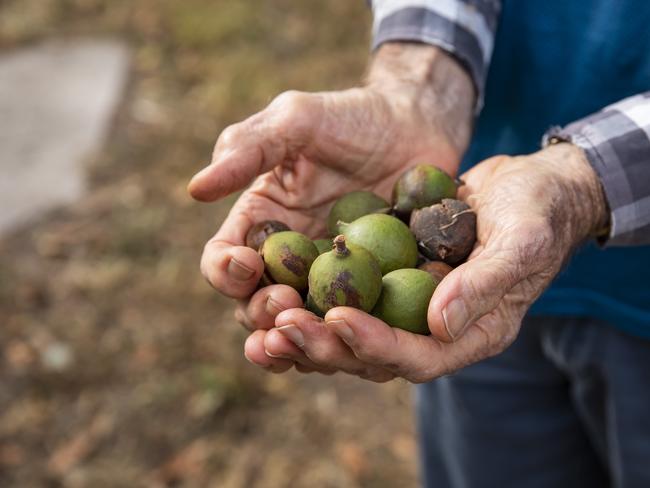 Nuts about macadamias? Enjoy a day filled with giveaways