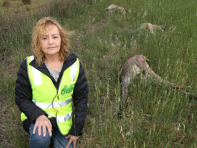 **BEWARE DEAD ANIMAL CONTENTSusan Emond is appalled that kangaroos have been shot for no reason at Lovely Banks. Picture: Alan Barber