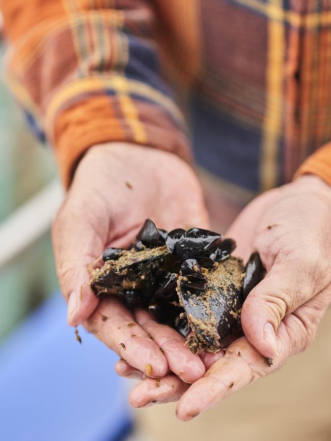 Mussels from Port Phillip Bay.