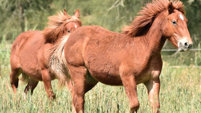 A one-year-old, three-quarter Suffolk Punch colt Bawsey (right). The Suffolk Punch is a rare large horse breed similar to a Clydesdale. (AAP IMAGE / Troy Snook)