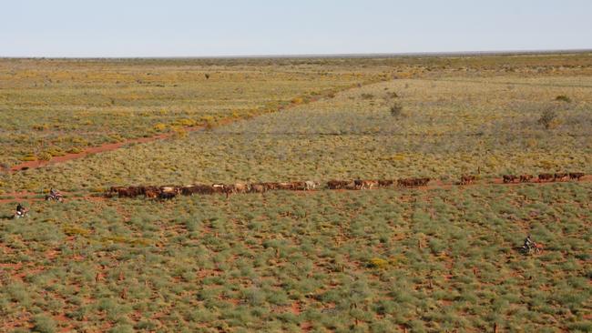 Pastoralists and Graziers Association of Western Australia (PGA) has appointed RSM Australia Partners Jerome Mohen and Greg Dudley as joint and several Voluntary Administrators.