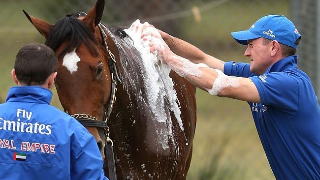 Royal Empire gets scrubbed with soap at Werribee. Picture: Getty Images