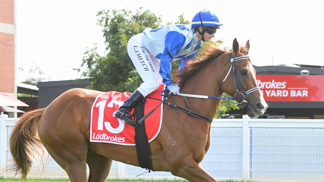 Mission Of Love on the way to the barriers prior to the running of  the Ladbrokes Geelong Cup at Geelong Racecourse on October 23, 2024 in Geelong, Australia. (Pat Scala/Racing Photos via Getty Images)