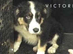 The Border Collie puppy was missing for weeks until Police searched a property where the dog was located.