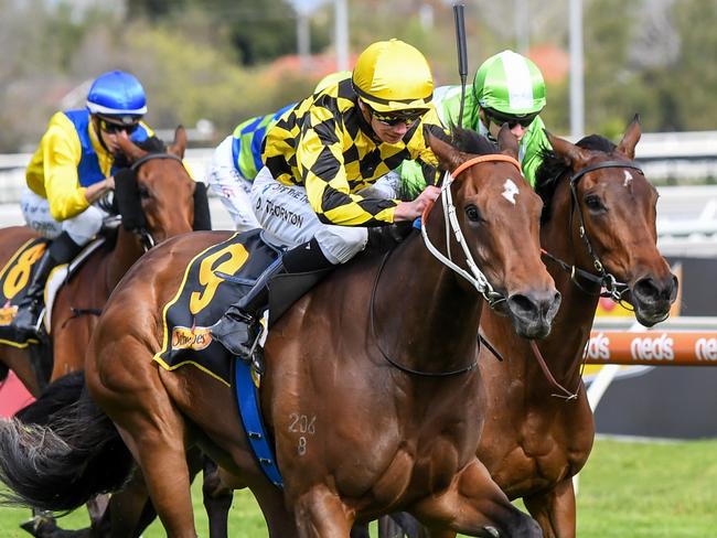 Yearning ridden by Damien Thornton wins the Schweppes Thousand Guineas at Caulfield Racecourse on October 13, 2021 in Caulfield, Australia. (Pat Scala/Racing Photos via Getty Images)