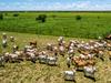 Dust to settle after stellar year for agribusiness deals