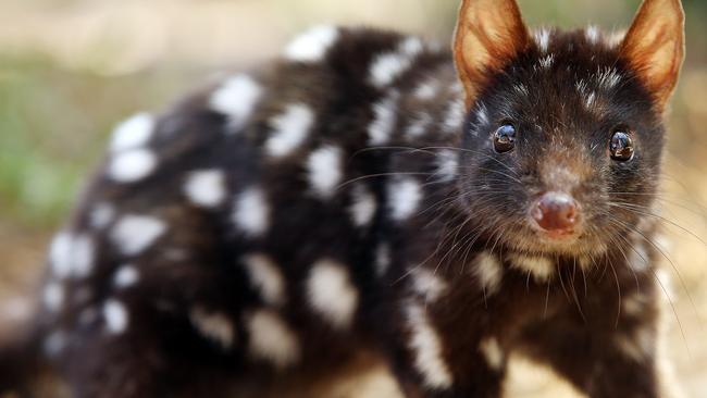 *** WARNING ***  MUST NOT PUBLISH ONLINE OR PRINT WITHOUT TALKING TO NEIL BENNETT AND JEFF DARMANIN ***Australian native animals under threat of extinction. Pic, Sam Ruttyn Eastern Quoll