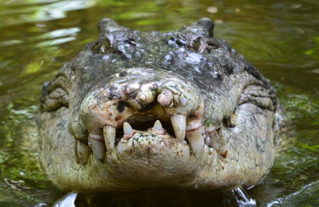 Saltwater crocodiles don’t want to get to know you better. New research proves how deadly salties can be