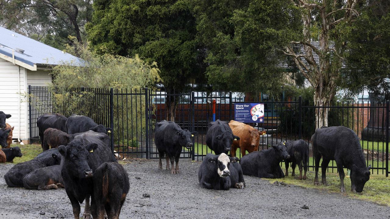 Cows were moved from the completely flood Camden Town Farm to Camden Public School. Picture: Jonathan Ng