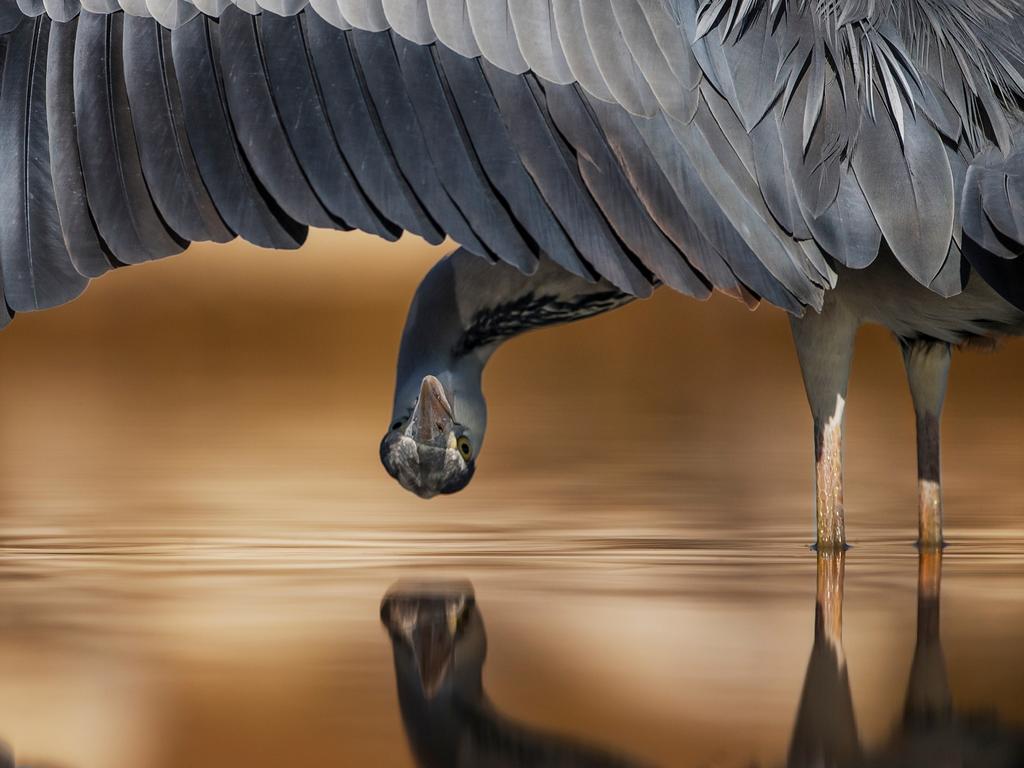 Bird Photographer of the Year Awards 2017. Grey Heron. Category: Attention to Detail Awards: Silver Photographer: Ahmad Alessa Location: Hungary