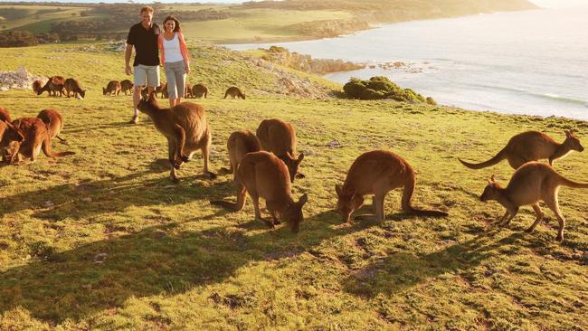 Sam Shahin wants a bridge between Kangaroo Island and the mainland. Picture: Tourism Australia