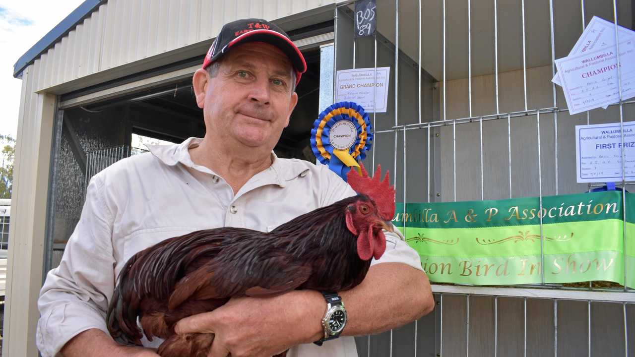 Winning chooks run in the family | The Courier Mail