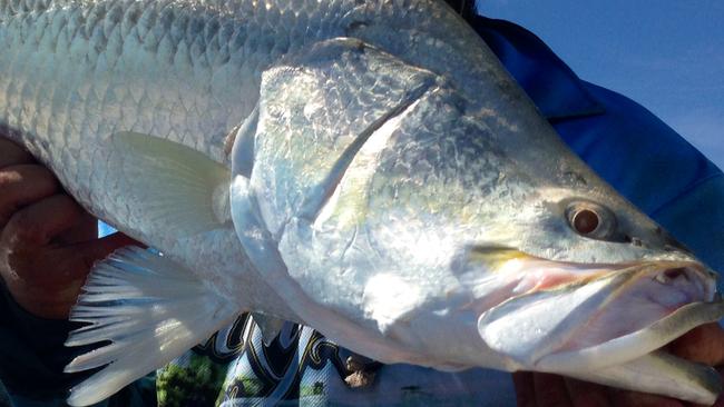 Anthony Vallis with his nice chrome barra caught at Tommycut Creek recently