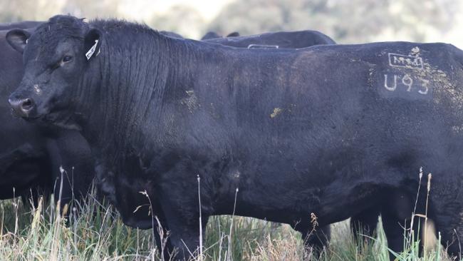 Millah Murrah sells a bull for $70,000. The selling continues. Picture: Supplied