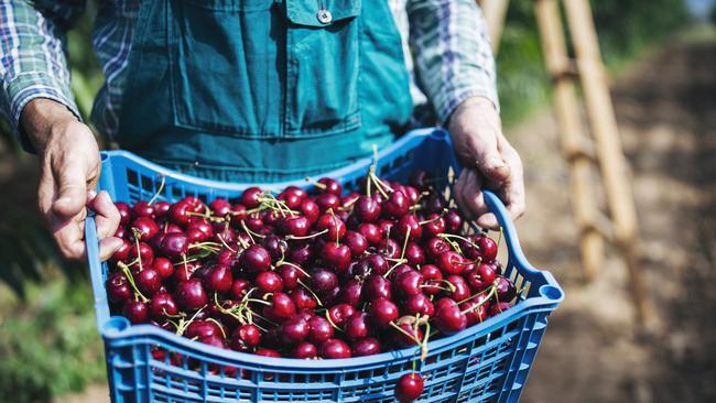 West Australian cherry farmers have had a difficult year impacted by extreme weather conditions.