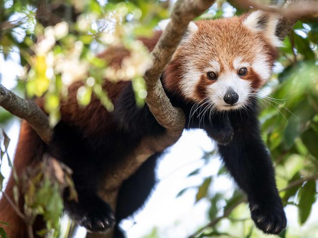 A red panda is seen at Symbio Wildlife Park in Helensburgh. Picture: NCA NewsWire/Bianca De Marchi