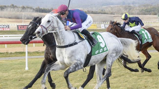 My Blue Jeans lines up for start 100 on Sunday. Picture: Bradley Photos