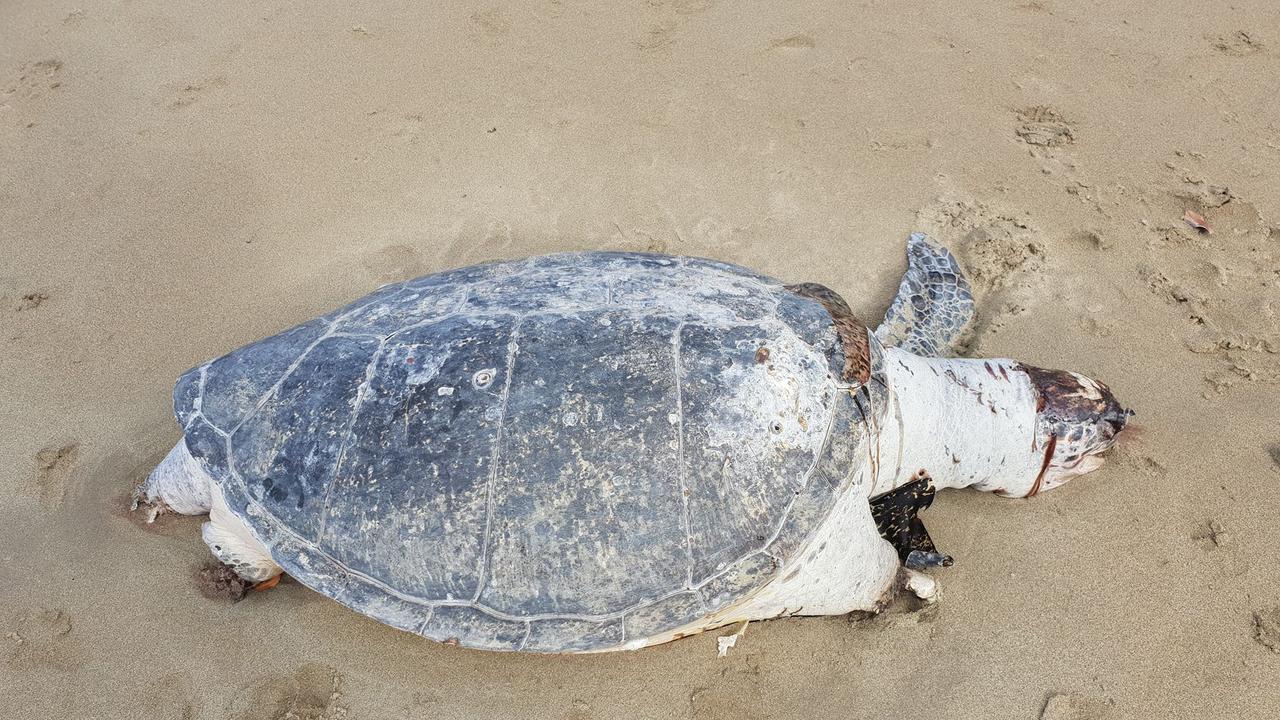 dead turtle on beach
