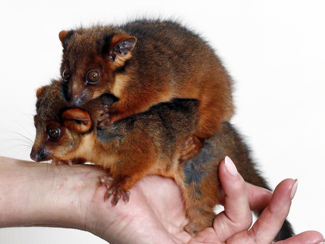 A WIRES volunteer with rescued ringtail possums. Picture: Sam Ruttyn