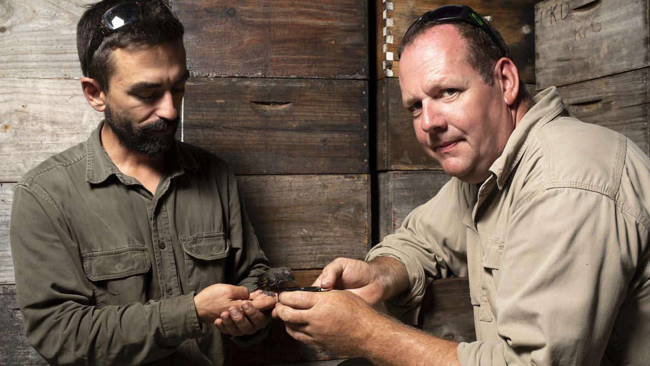 Kangaroo Island Beehive head apiarist Mark Harte, right, with fellow apiarist Chris George wash and hydrate a juvenile honey eater bird that is covered in honey. Picture: Emma Brasier