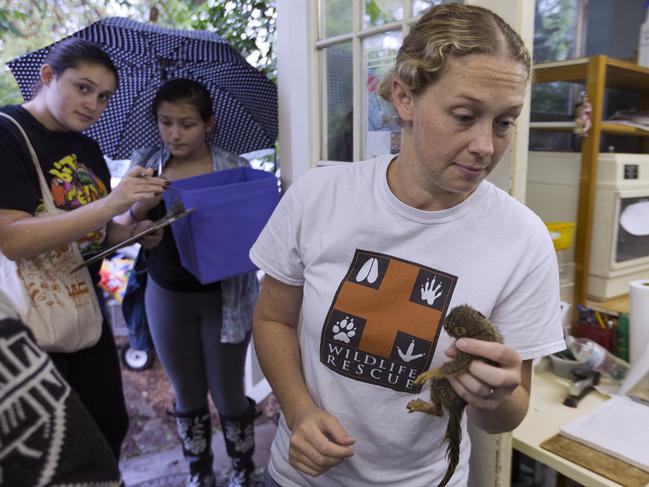 Madeleine Brunk, left and Thea Jackman deliver a rescued squirrel to Executive Director Hayley Hudnall at Austin Wildlife Rescue in east Austin, Texas, Sunday, Aug. 27, 2017. As Tropical Storm Harvey winds blow young and old squirrels out of the trees area residents bring the injured wildlife to the animal rescue center. Picture: AP