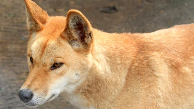 Several dingoes were also found at the property.