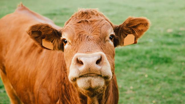 As the dry conditions steadily worsen with little to no respite in sight, the South Burnett Council has urged its graziers to apply for roadside grazing permits if their paddocks have run out of grass.