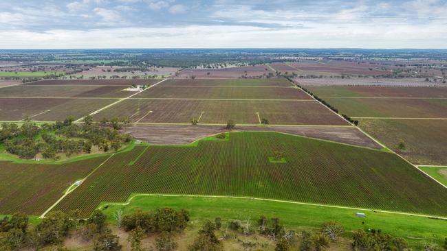 The Bordertown vineyard being sold by Treasury Wine Estates. Picture: Supplied by Colliers