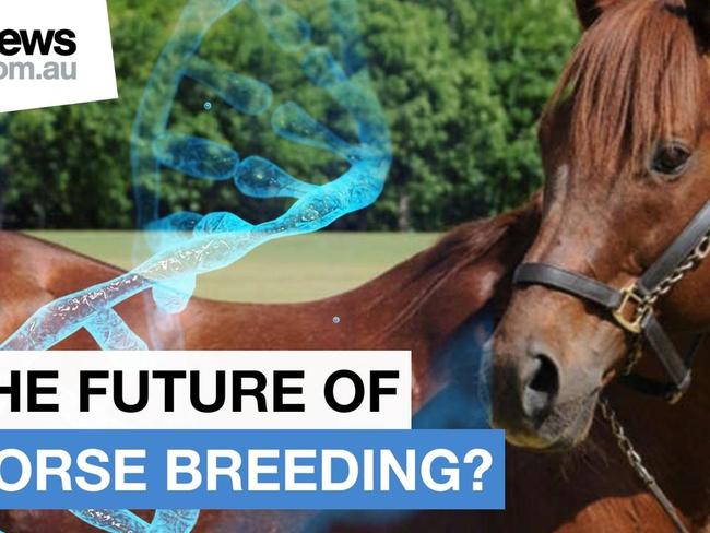 Argentina breeds world's first genetically-edited polo horses