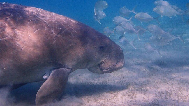 The Great Barrier Reef is home to one of the world’s most important dugong populations.