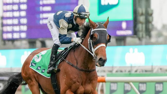 Buckaroo (GB) on the way to the barriers prior to the running of  the TAB Turnbull Stakes at Flemington Racecourse on October 05, 2024 in Flemington, Australia. (Photo by George Sal/Racing Photos via Getty Images)