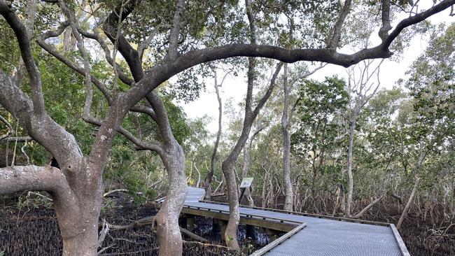 A raised boardwalk protects the mangroves on Tallebudgera Creek Walking Track Photo: Chantay Logan