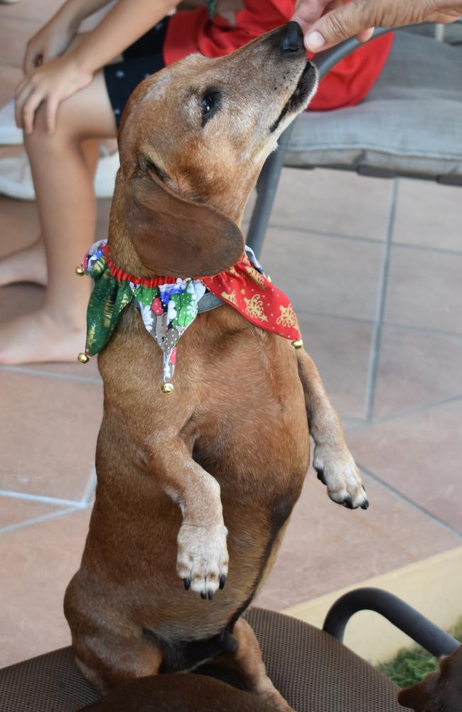 Good boy Dudley gets his treat. Photo: Janessa Ekert