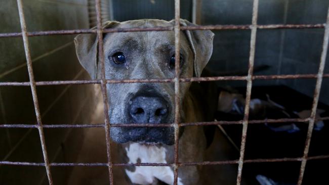 An American staffy, similar to the dog that mauled a baby to death on the NSW Central Coast at the weekend. Picture: Stewart McLean