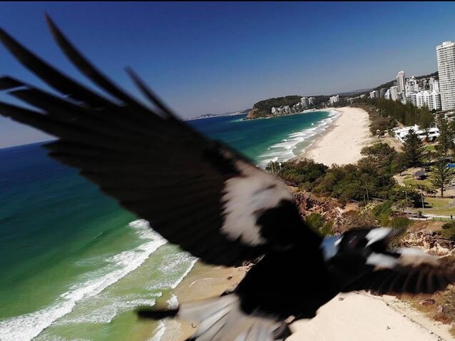 An angry magpie takes a shot at a drone Wayne Court was flying at Miami. Photo: Wayne Court