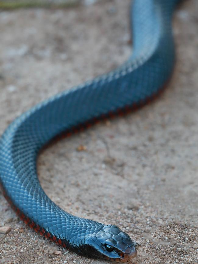 The red belly black snake is commonly seen close to dams and creeks.