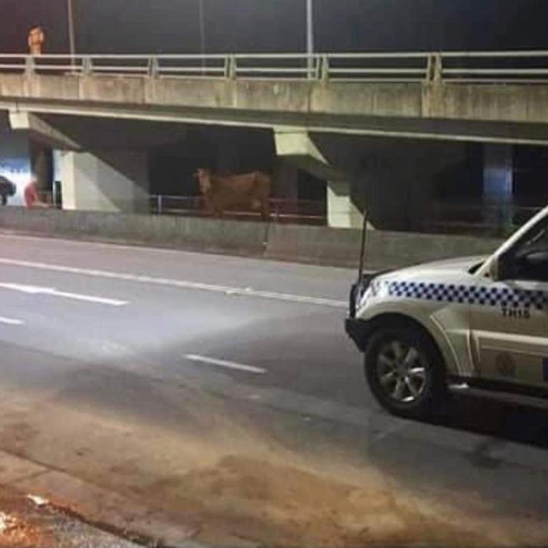 Police have reportedly shot dead a cow that washed up at Duranbah. Picture: Facebook