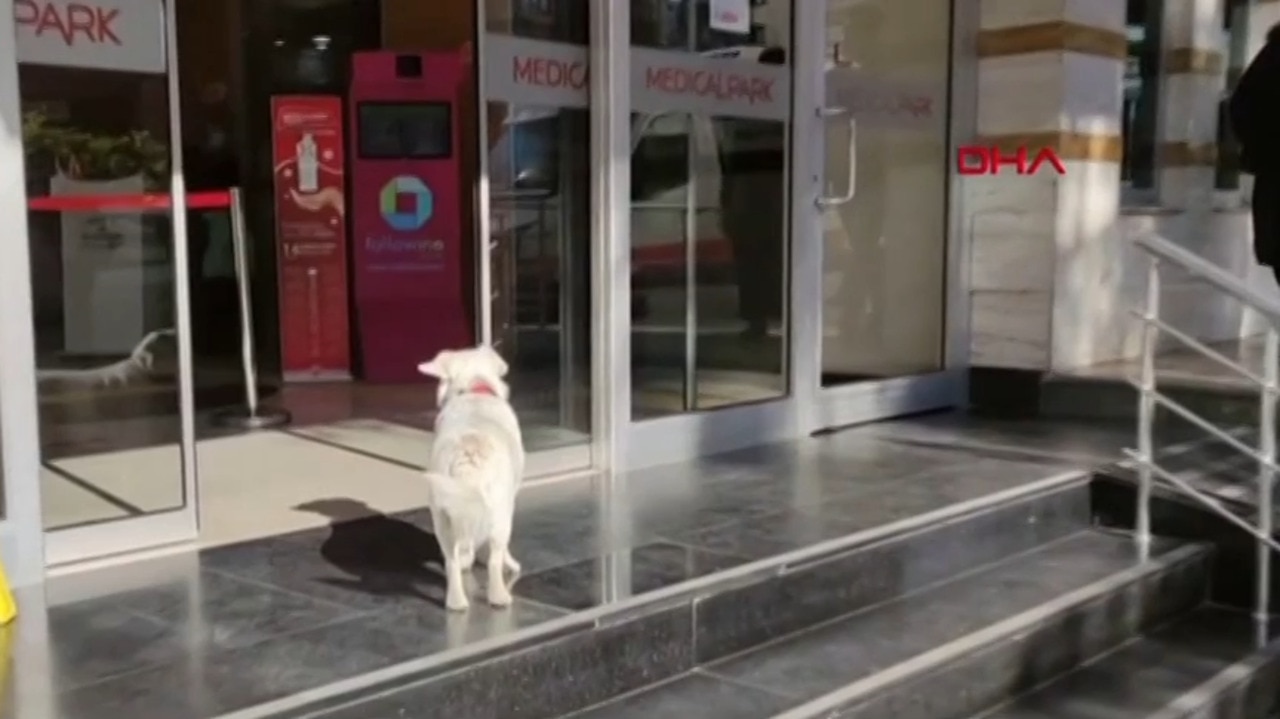 Dog waits outside hospital for sick owner in Turkey