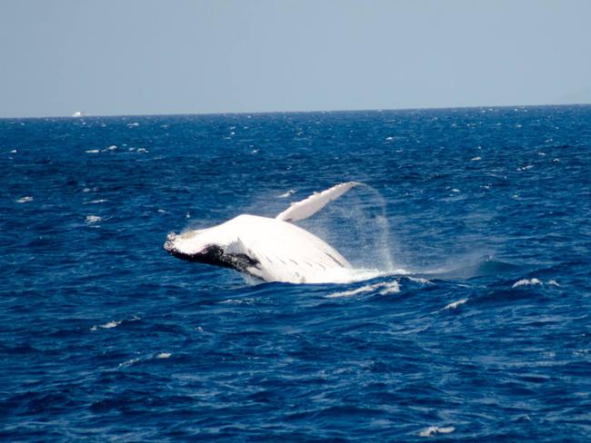 Humpback whales frolicking on the Great Barrier Reef off Cairns. Photo: Deep Sea Divers Den