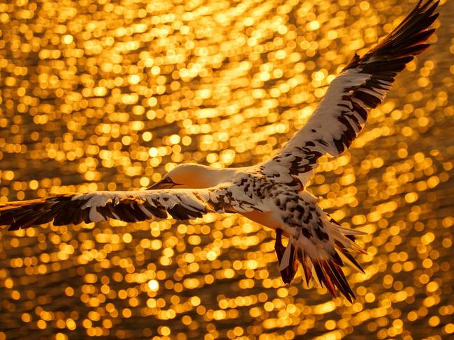 Gracefully hovering above a sun-kissed ocean. Picture: Petr Bambousek/Bird Photographer of the Year