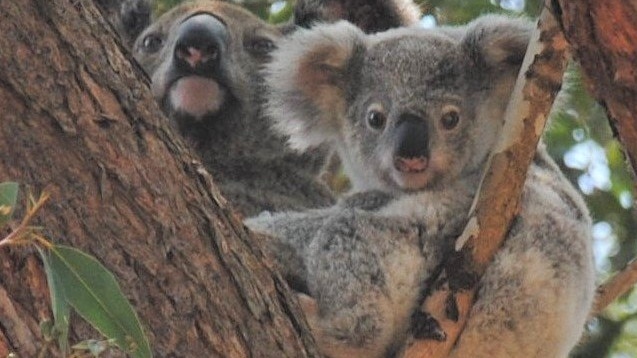 These two furry Koalas, mum and bub, were spotted in the Mary Valley last week. Photo: Koala Action Gympie Region. Concerns for Gympie’s dwindling koala population have come to the forefront as koala friendly trees are planted at The Star Casino’s carbon offset farm.