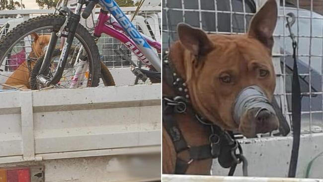 Photos have been shared of a dog in the back of a ute which appears to have duct tape wrapped tightly around its mouth. Photo: Facebook