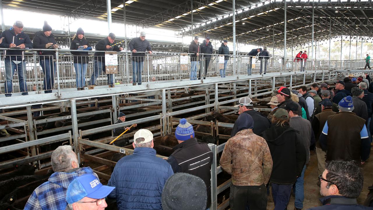 Mortlake Cattle Sale Produces Surprise Results As Prices Hit 2700 In