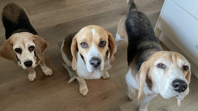 Beagles Maggie, 12, Willow, 7, and Baxter, 9. Maggie and Baxter were used in animal testing but successfully rehomed with a Gold Coast family after being released from an unnamed research institution in Queensland. Picture: Supplied