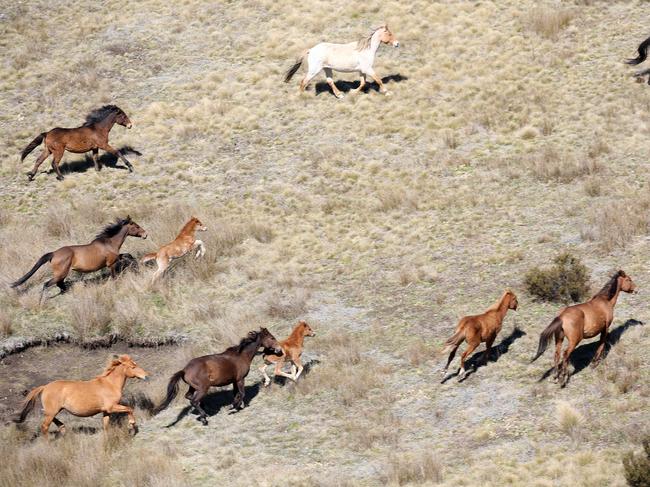 Wild brumbies roaming the Kosciuszko National Park. Picture: Stephen Cooper