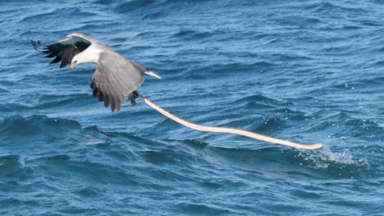 The white-bellied sea eagle captured a huge sea snake direct from the big blue buffet. Picture – Sunshine Coast photographer Glen Vidler.