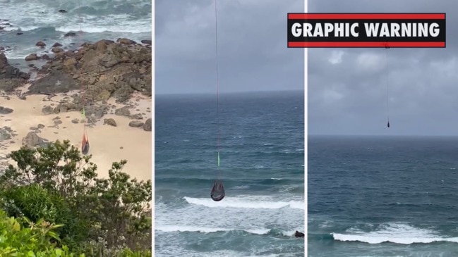 Rare whales removed from beach after washing ashore